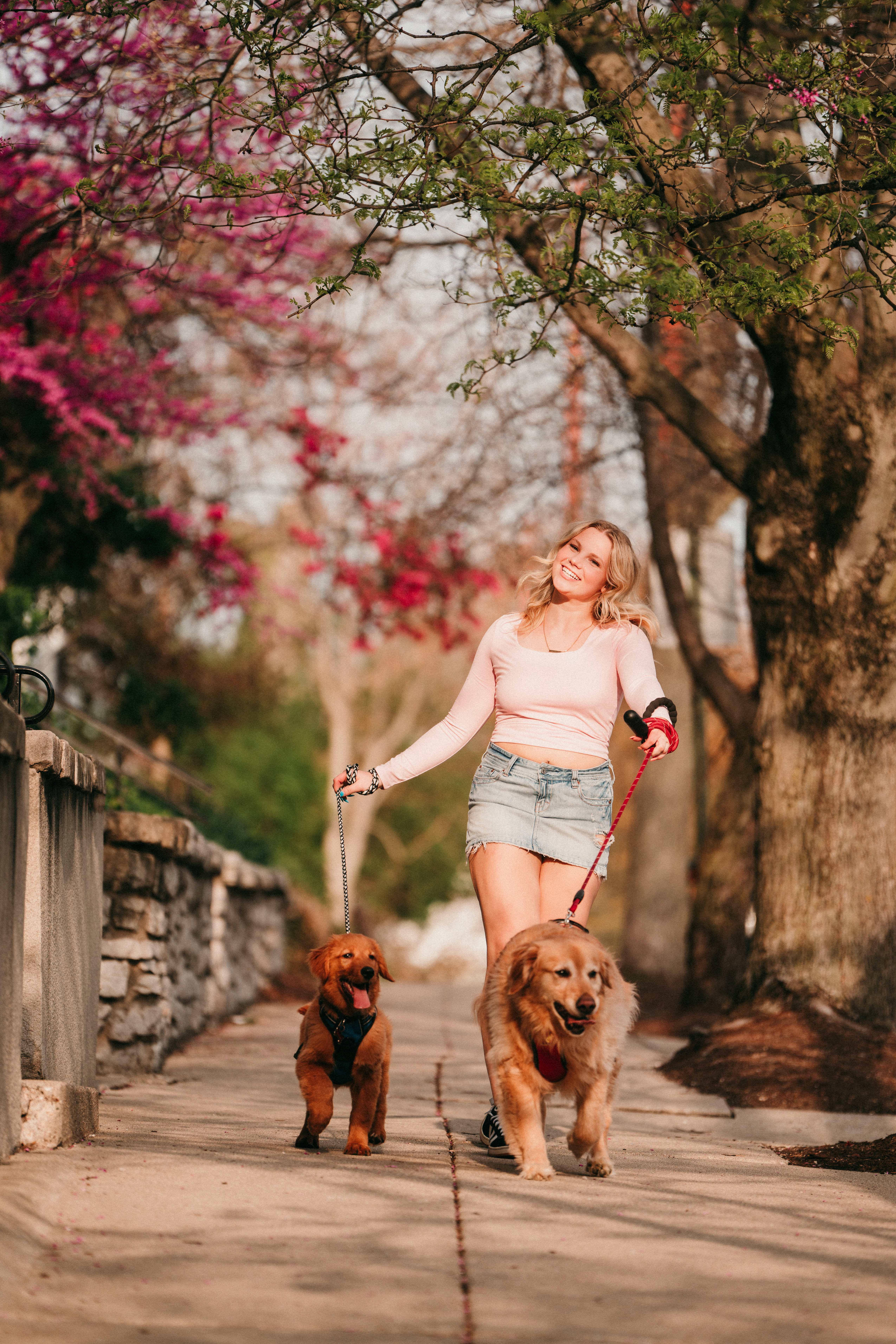 Smiling blonde senior walking two golden retriever dogs on a sidewalk with spring blossoms.